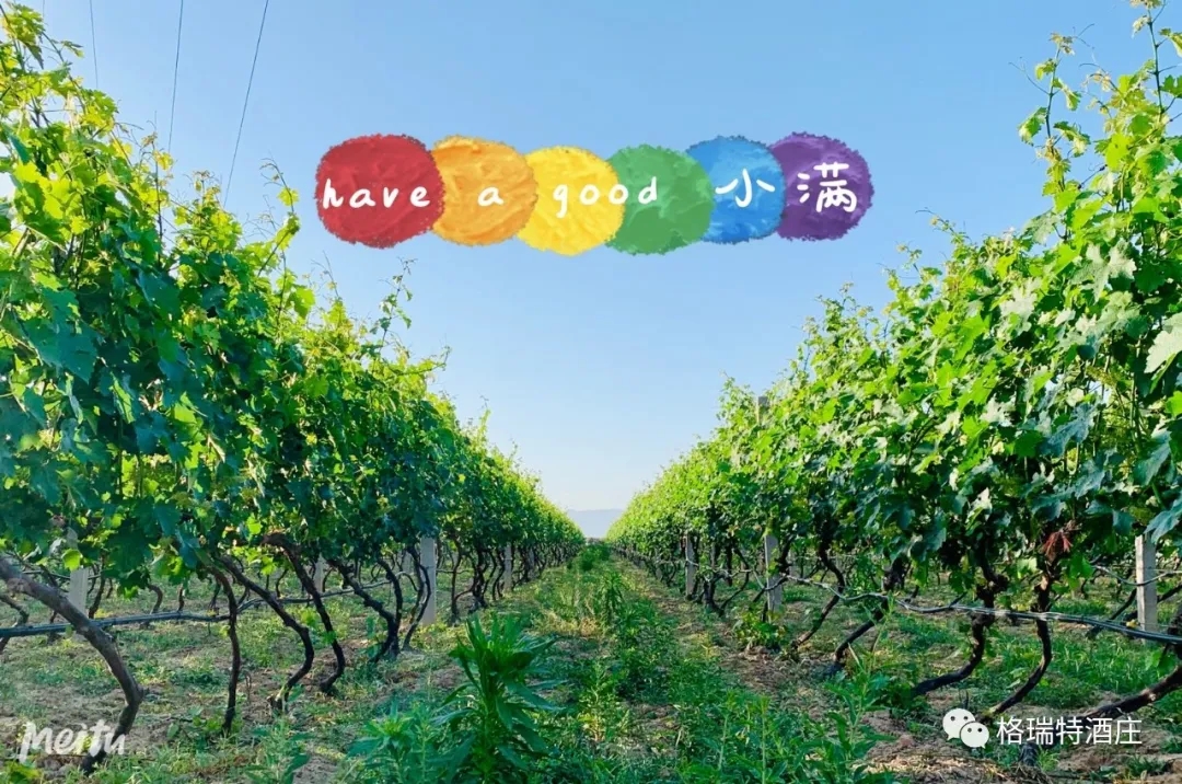 記錄小滿時節(jié)的酒莊、怎一美字了得！