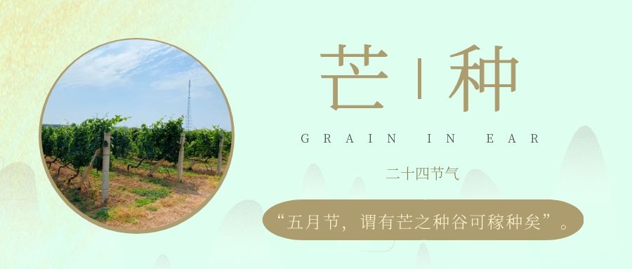 芒種 ▎風(fēng)吹葡園浪，蟬鳴夏始忙