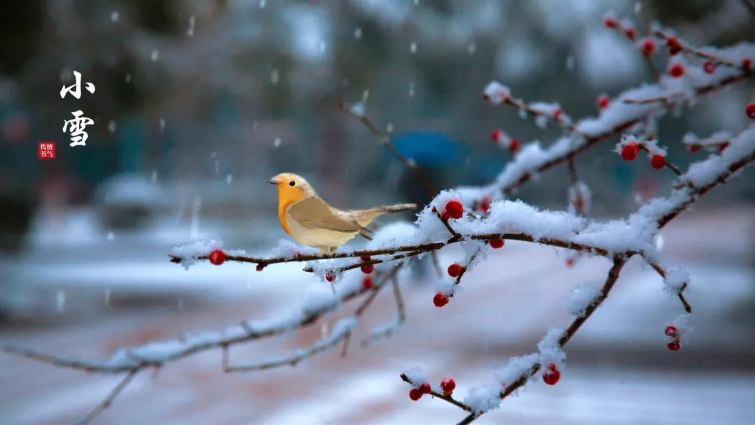 小雪 ▎等一地雪白，與歲月慢酌