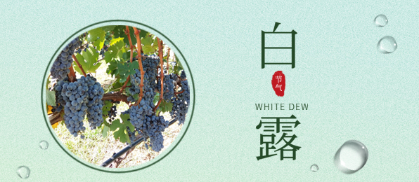 白露 ▎葡園循風(fēng)，奔赴一場秋色