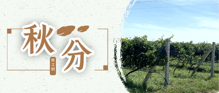 秋分 ▎秋分載萬物，葡園話豐收