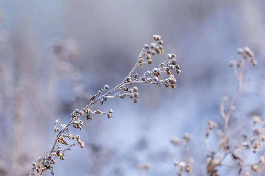 小雪 ▎冬藏萬物，歲月沉香