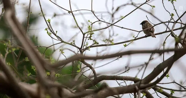 雨水||絲絲春雨潤萬物，杯杯美酒暖人心